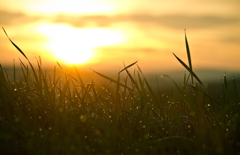 Aurinko paistaa nurmelle.