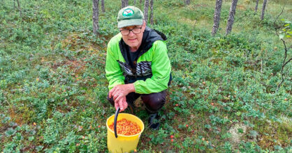 Mies on kyykistyneenä metsässä. Hänellä on marjasanko kädessä. Sanko on täynnä hilloja.