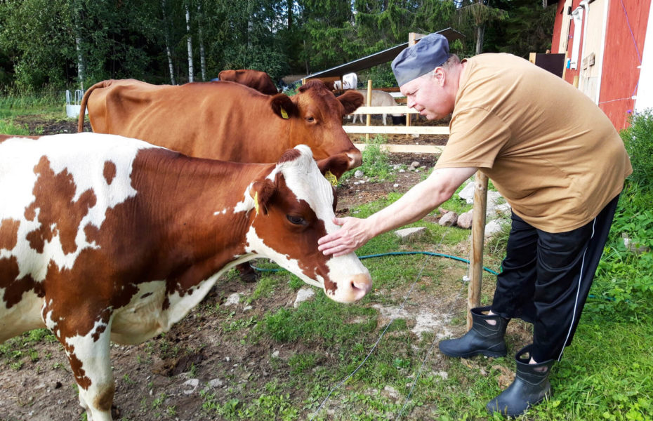 Jukka Kulju kumartuu aitalangan yli silittämään lehmän päätä. Taaempana on lisää lehmiä sekä tilan rakennuksia.