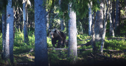 Karhu liikkuu havumetsässä puiden välissä.
