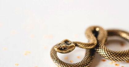 Kultainen käärme.