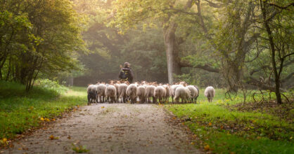 kuvassa iso lammaslauma seuraa paimentansa tiellä