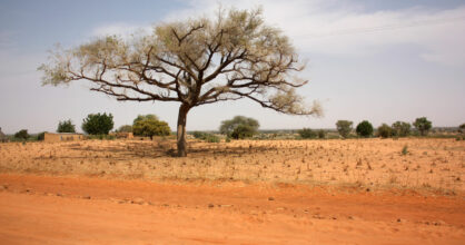 Yksinäinen puu savannilla.